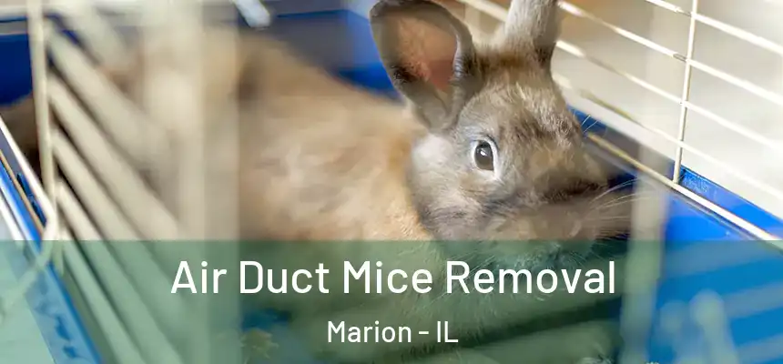 Air Duct Mice Removal Marion - IL